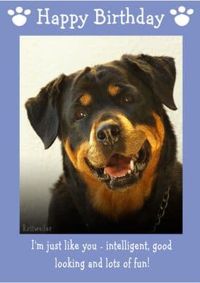 Rottweiler