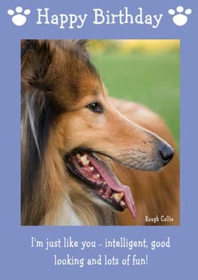 Rough Collie