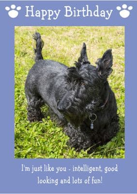 Scottish Terrier