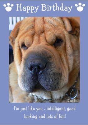 Shar Pei