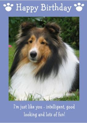 Shetland Sheepdog