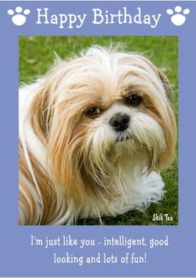 Shih Tzu