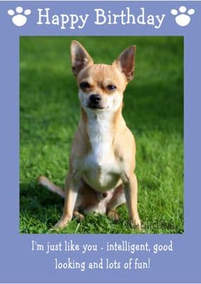 Short Coat Chihuahua