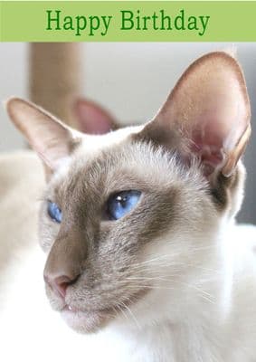 Siamese Cat