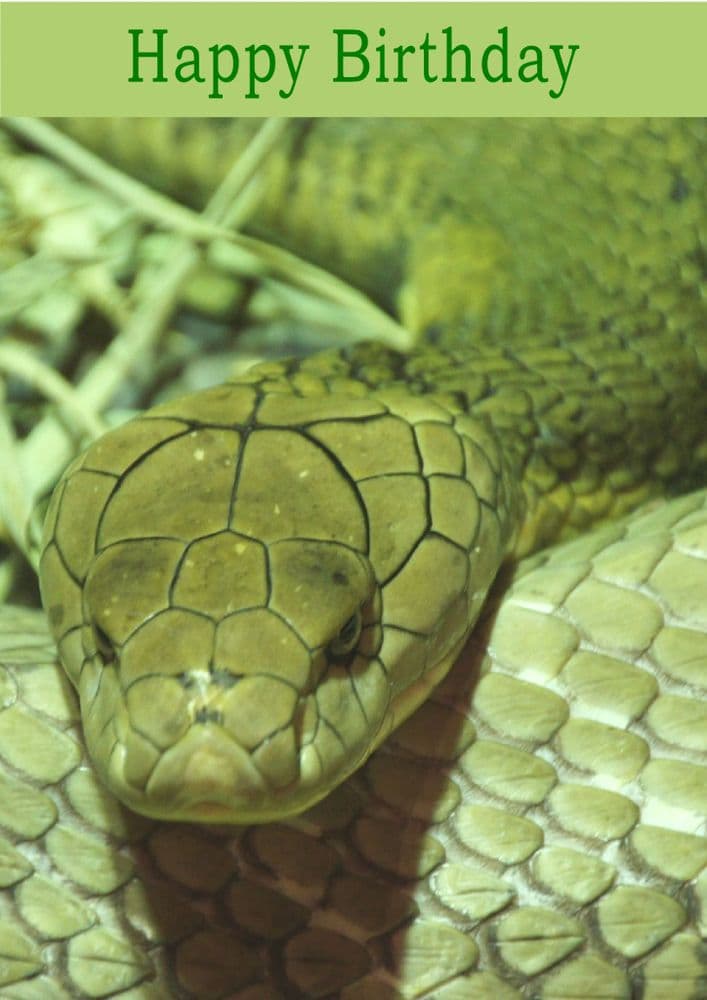 Snake