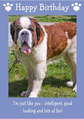 St. Bernard