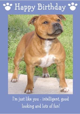 Staffordshire Bull Terrier