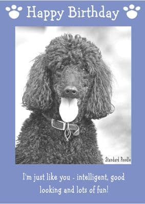 Standard Poodle