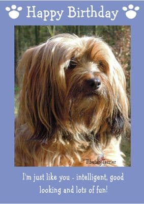 Tibetan Terrier