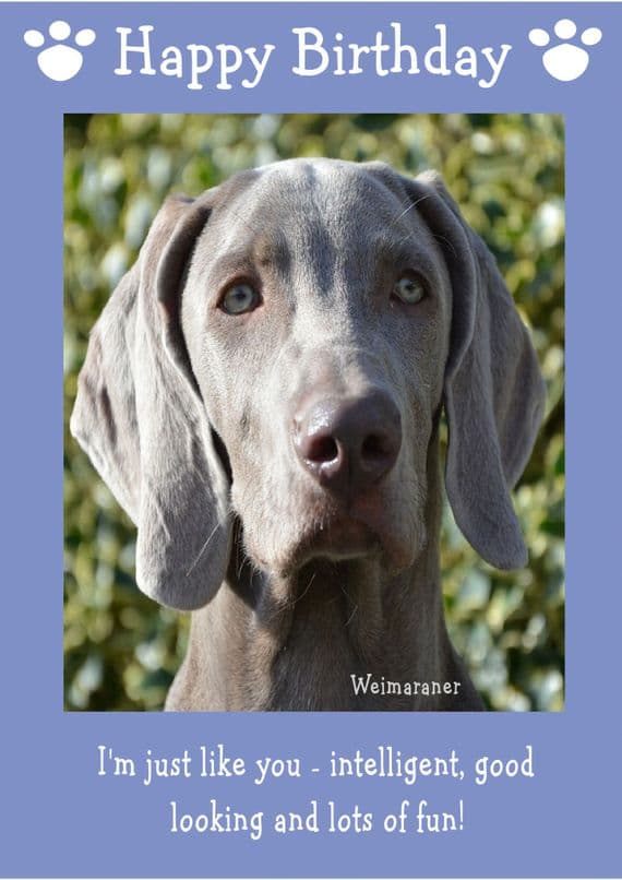 Weimaraner