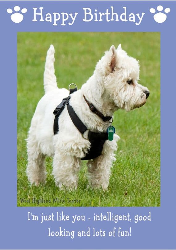 West Highland White Terrier