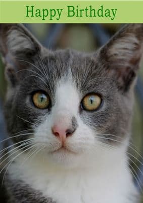 White and Grey Cat