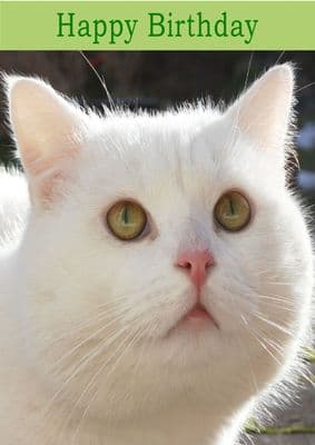 White Cat