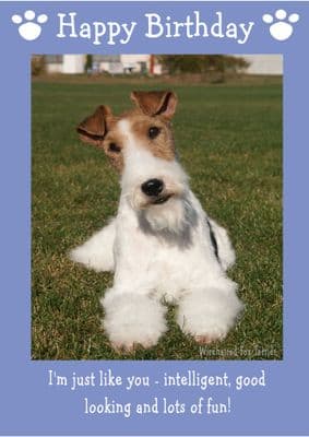 Wire Haired Fox Terrier