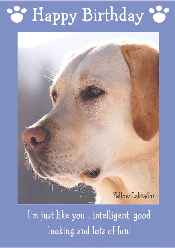 Yellow Labrador