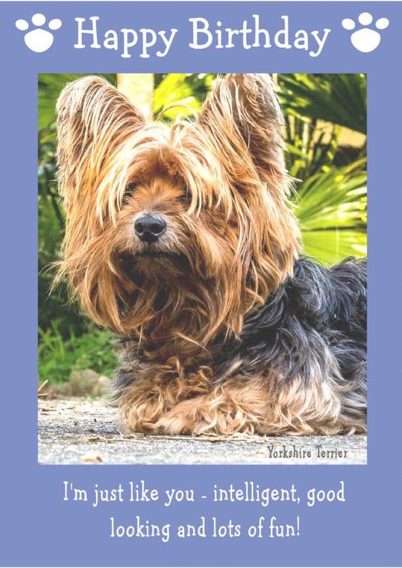 Yorkshire Terrier