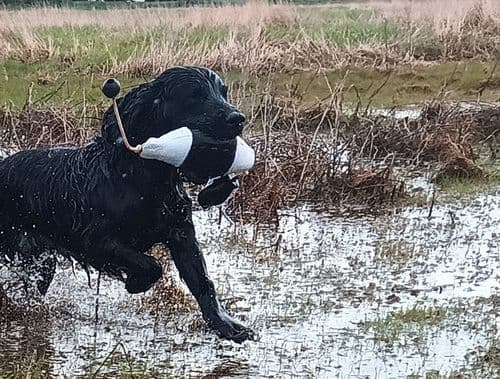 iBird FLASHER size 2