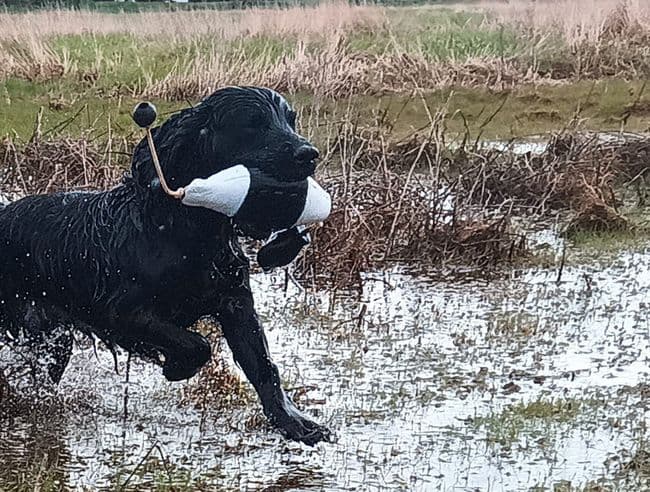 iBird FLASHER size 2