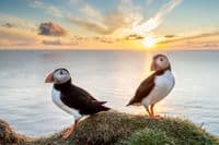 Puffin Ornament - Large Sea Bird Sculpture Figurine - Scottish Heritage - Charming Gift