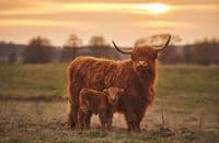Set of 2 Highland Cow Pencils | Cute Cattle Pencils | Charming Gift