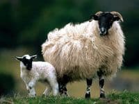 Set of 2 Scottish Sheep Pencils | Excellent Pencils | Charming Gift