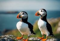 Set of 4 Puffin Pencils | Excellent Sea Bird Pencils | Charming Gift