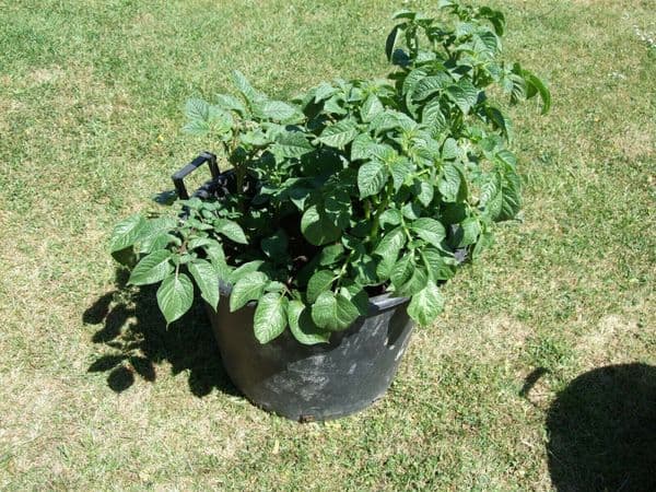 2 x 43 Litre Heavy Duty Plastic Plant Tubs With Handles Potato Tomato Vegetable