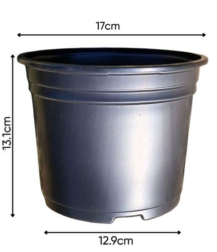 500 - 2 Litre  Black Round Plant Pots 17cm  Thermo-Formed by Aeroplas