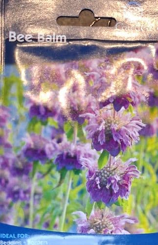 Bee Balm by Garden Treasures