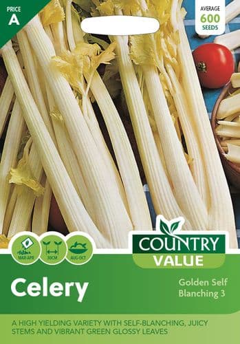 Celery  Golden Self Blanching  3