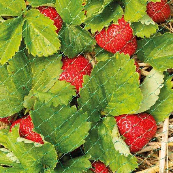 Grow It Protective Fruit & Crop Netting 6m x 2m
