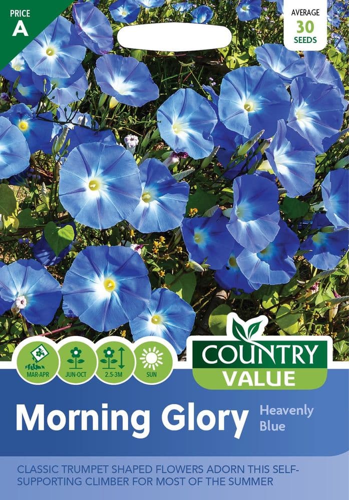 Morning Glory Heavenly Blue