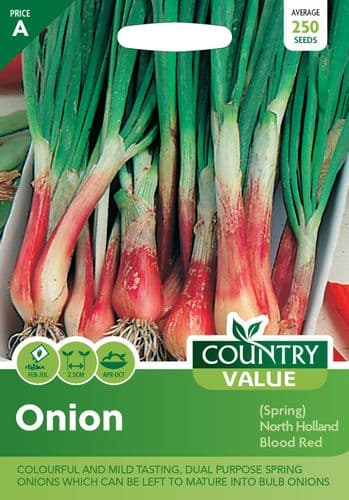 Onion    ( Spring )  North Holland  Blood Red