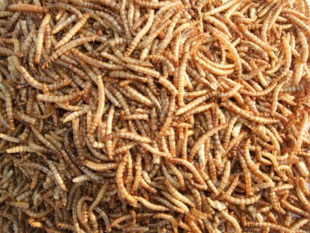 Quality Dried Mealworms Wild Bird Food