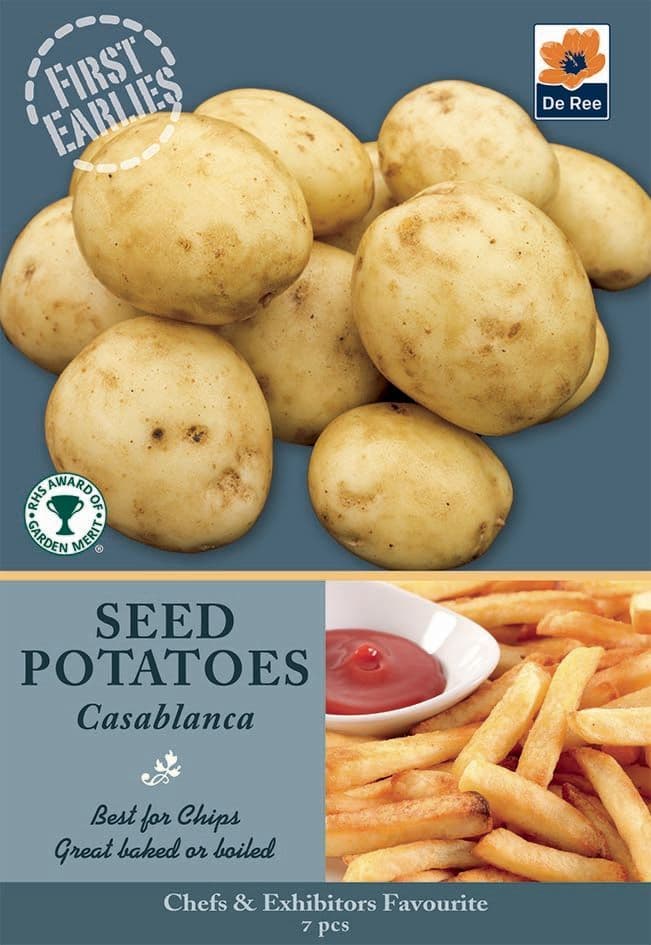 Seed Potatoes  Casablanca