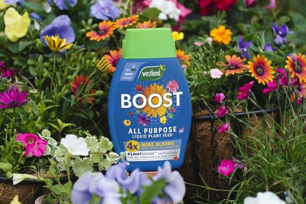 Westland Boost All Purpose Plant Food