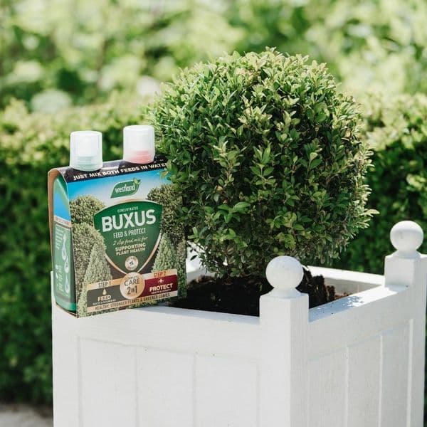Westland Buxus Feed & Protect 2 in 1