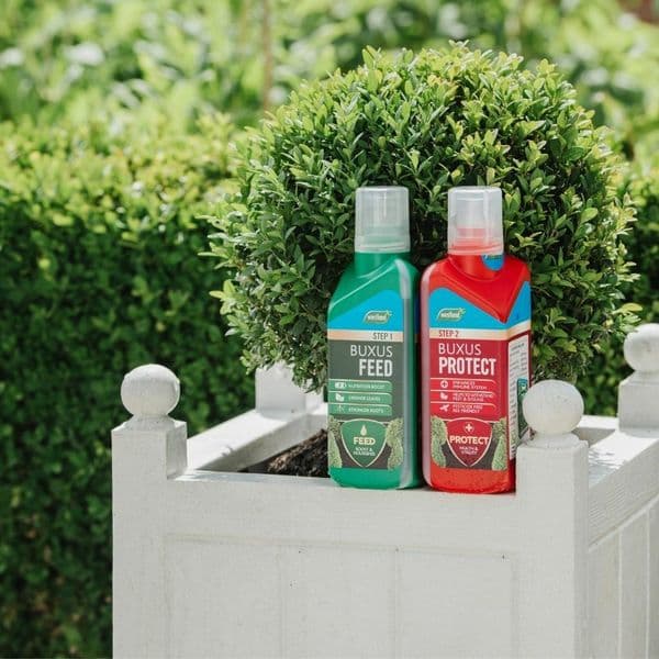 Westland Buxus Feed & Protect 2 in 1