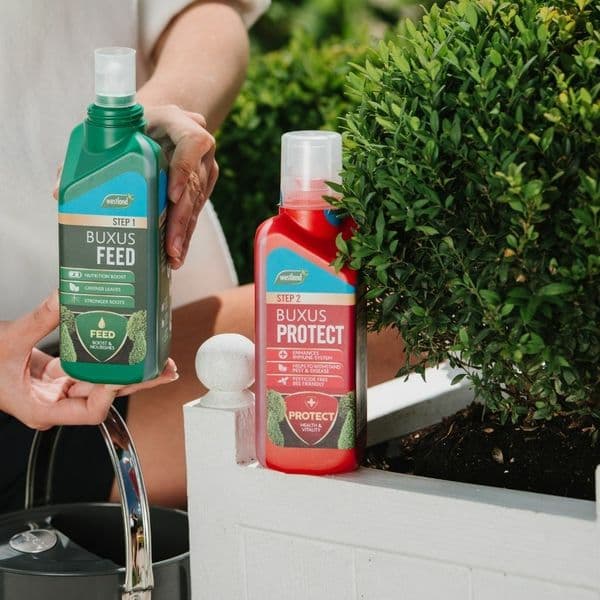 Westland Buxus Feed & Protect 2 in 1