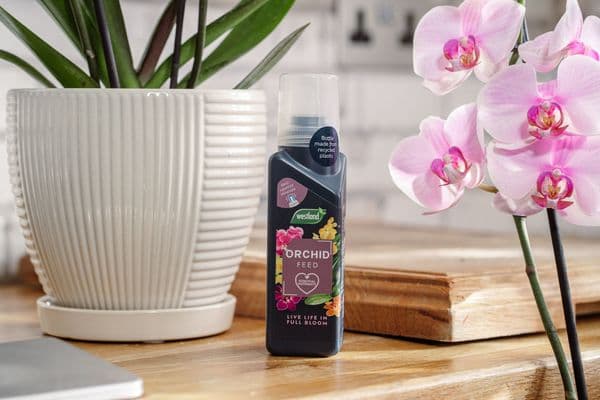 Westland Concentrated Orchid Feed 200ml