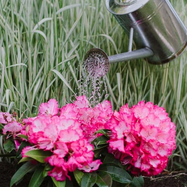 Westland Ericaceous Specialist Liquid Plant Food