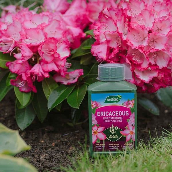 Westland Ericaceous Specialist Liquid Plant Food