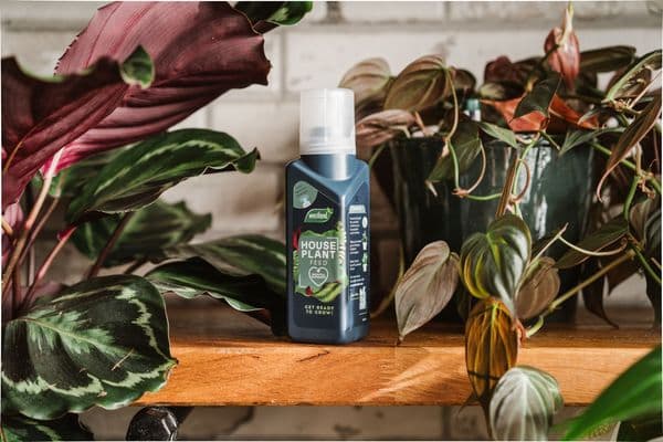 Westland house Plant Feed 200ml