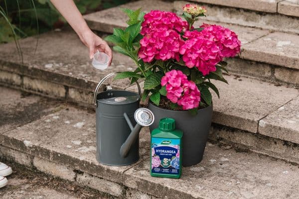Westland Hydrangea High Performance  Liquid Plant Food  1L