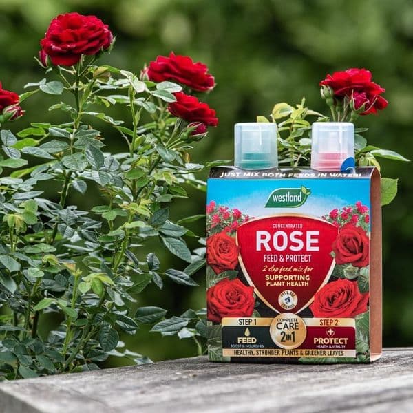 Westland Rose  Feed & Protect 2 in 1