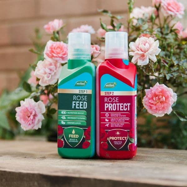 Westland Rose  Feed & Protect 2 in 1
