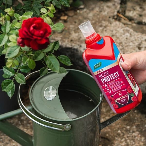 Westland Rose  Feed & Protect 2 in 1