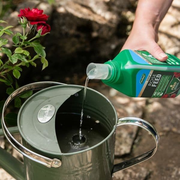 Westland Rose  Feed & Protect 2 in 1
