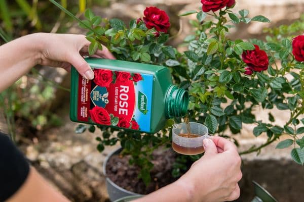 Westland Rose High Performance Liquid Plant Food