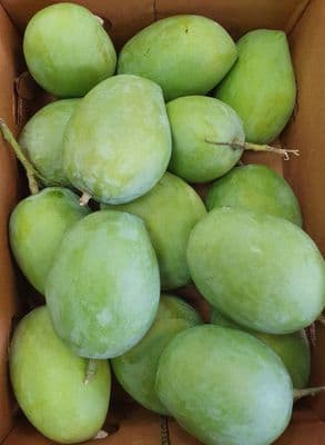 Raw Mango green approx 500g Sour £5.99/KG
